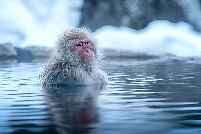 Nagano Snow Monkeys, Zenko-ji & Obuse Private 1-Day Tour - Key Points