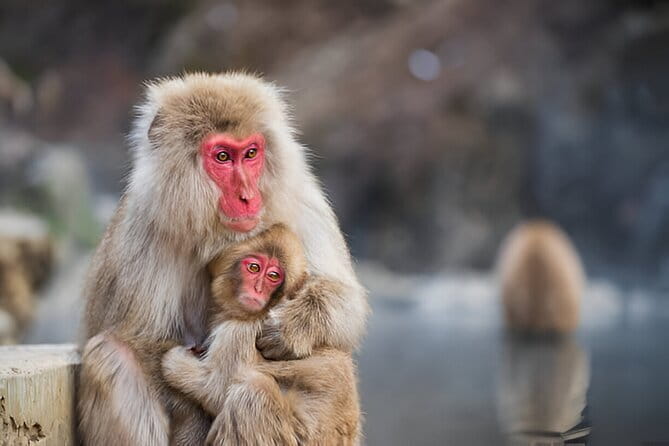 Nagano Snow Monkeys, Zenko-ji & Obuse Private 1-Day Tour - Tour Overview