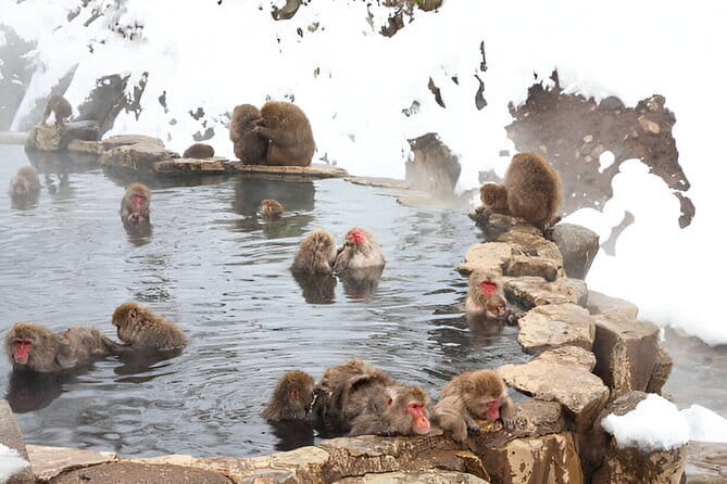 Nagano Snow Monkeys, Zenko-ji & Obuse Private 1-Day Tour - The Sum Up