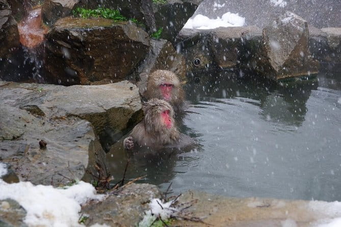 Nagano Winter Special Tour Snow Monkey and Snowshoe Hiking!! - Key Points