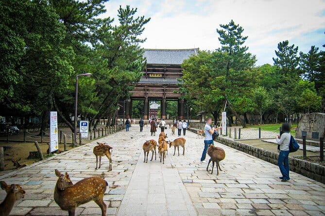 Nara World Heritage PRIVATE TOUR - Exploring the Deer Park