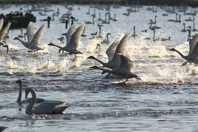 Niigata Full-Day Private Tour With Government-Licensed Guide - Exploring Northern Culture Museum