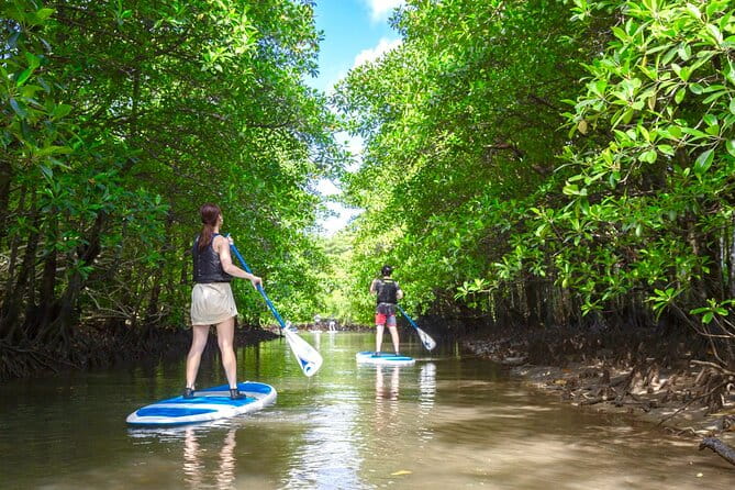 Okinawa Iriomote Mangrove SUP or Canoe Tour - Tour Inclusions and Exclusions