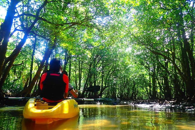 Okinawa Iriomote Mangrove SUP or Canoe Tour - Pricing and Cancellation Policy