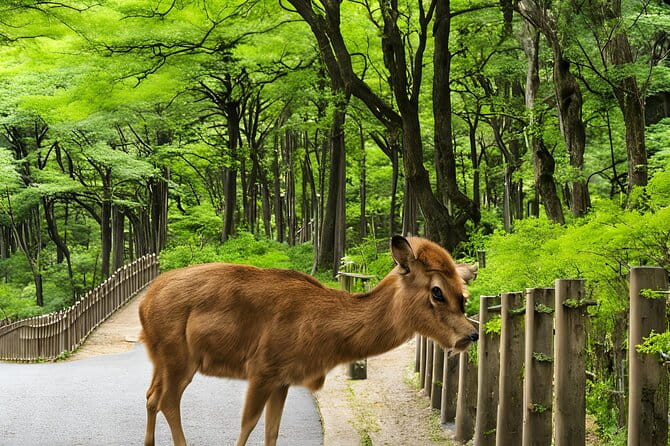 Osaka or Kyoto Private Day Tour With English Driver Free Pickup - How to Book Your Tour