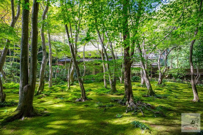 Private 3-hour Kyoto Arashiyama Rickshaw Tour - Exploring the Arashiyama District by Rickshaw