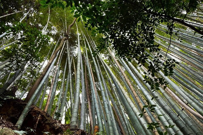 Private Fushimi Red Gates & Secret Bamboo Mountain Trekking Tour - What to Expect During the Tour