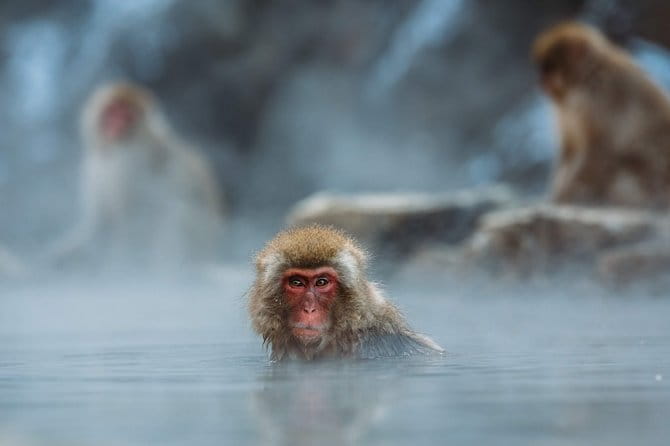 Private Nagano 1-Day Tour:Snow Monkeys,Zenko-ji,Obuse,Sake,Onsen - What to Expect