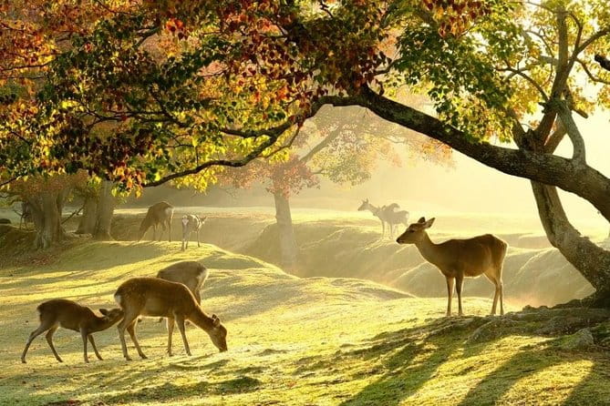 Private Noah Hire in Osaka City With English Speaking Driver - Service Overview