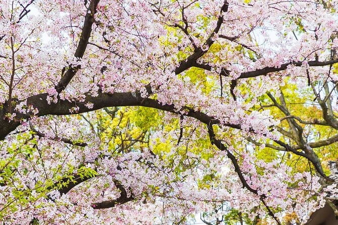 Private One Day Nikko Tour With Bilingual Driver - Accessibility and Participation