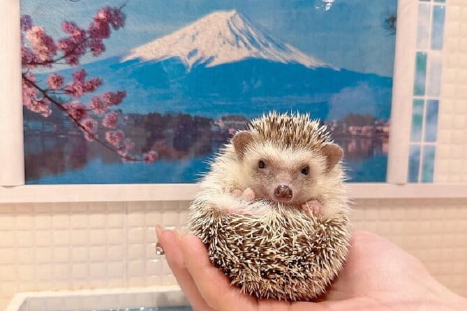 Private Sushi Making and Tsukiji Tour With Additional Activity - Tour Highlights