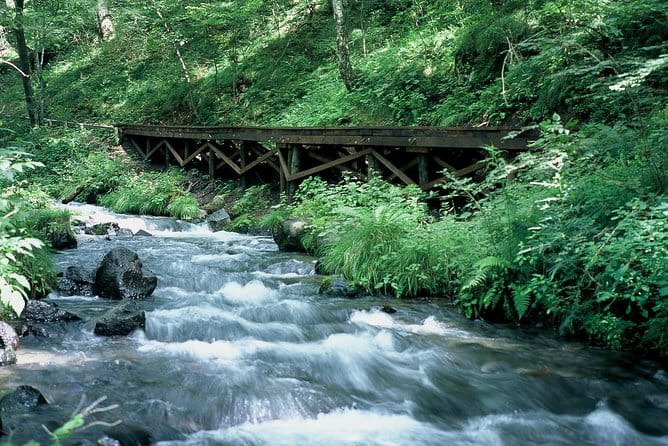 Relax and Refresh in Karuizawa Forest! Shinanoji Down Trekking Around Two People - Reviews and Feedback From Previous Trekkers