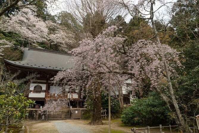 Relaxed Nara Tour From Kyoto Hasedera and Muroji Temples - Tour Overview and Details