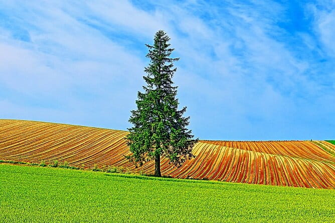 Seasonal Day Tour Asahiyama Zoo and Forest Fairy From Sapporo - Cancellation and Schedule Information