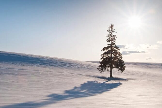 Seasonal Day Tour Asahiyama Zoo and Forest Fairy From Sapporo - Planning Your Visit
