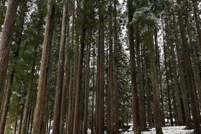 SHIRAKAWAGO Daytour With Hotel Pick-Up and Drop off From Nagoya - Key Points