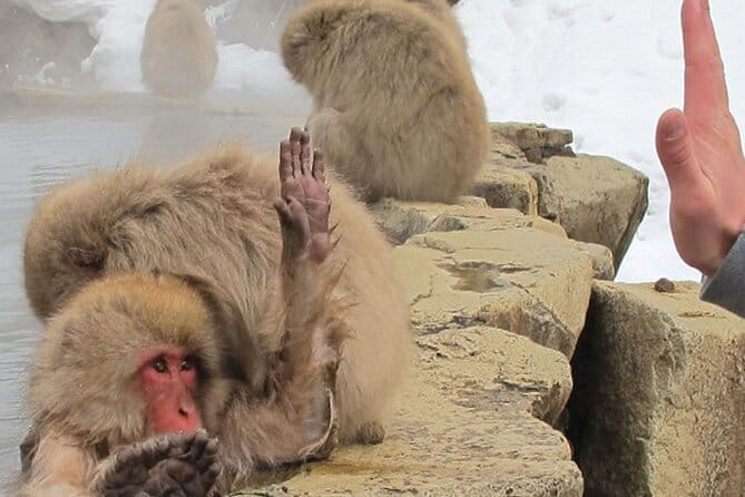 Snow Monkey and Shibu Onsen Afternoon Group Tour From Myoko Kogen - Key Points