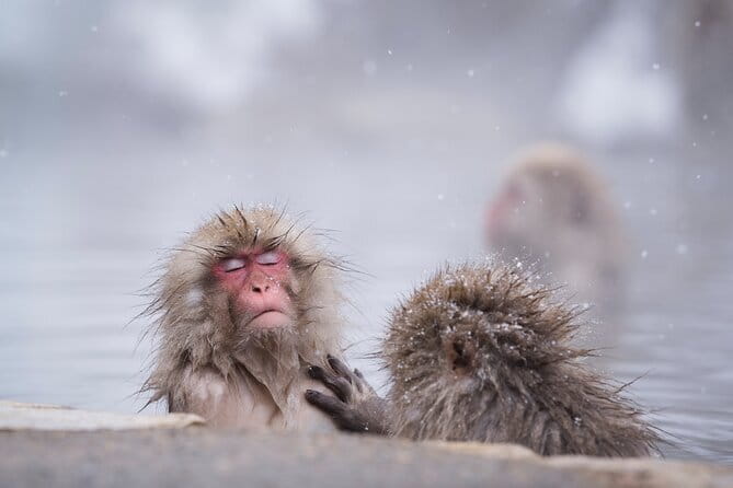 Snow Monkey, Hokusai & Sake: A Perfect Day in Nagano - Key Points