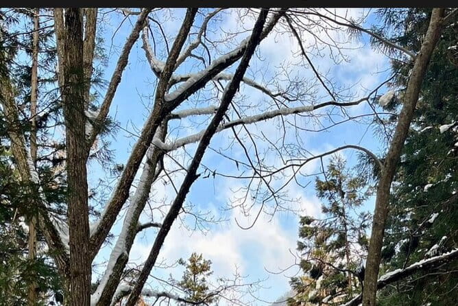 Snow Monkey Nagano or Mt Tsukuba Day Tour by Car English Driver - Itinerary Options