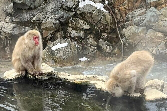 Snow Monkey Nagano or Mt Tsukuba Day Tour by Car English Driver - Customizable Experiences