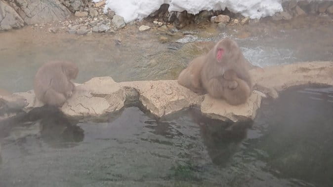 Snow Monkey, Shiga Kogen Roman Museum With Lunch Buffet - Guest Reviews and Ratings