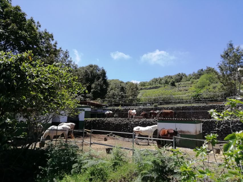 Tenerife: Guided Horseback Riding Tour to the Lomo Forest - Health and Safety Guidelines