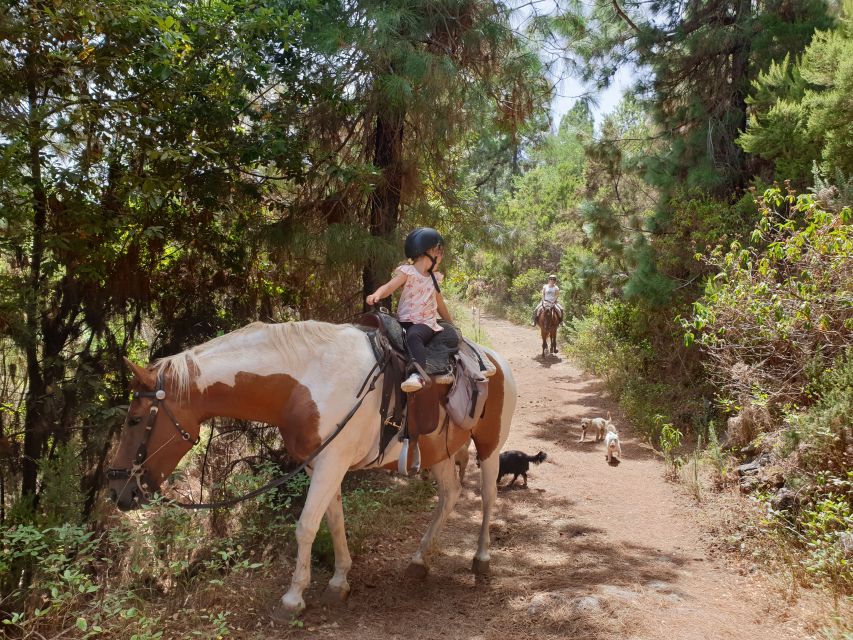 Tenerife: Guided Horseback Riding Tour to the Lomo Forest - Transportation Details