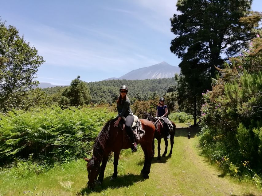 Tenerife: Guided Horseback Riding Tour to the Lomo Forest - Customer Feedback