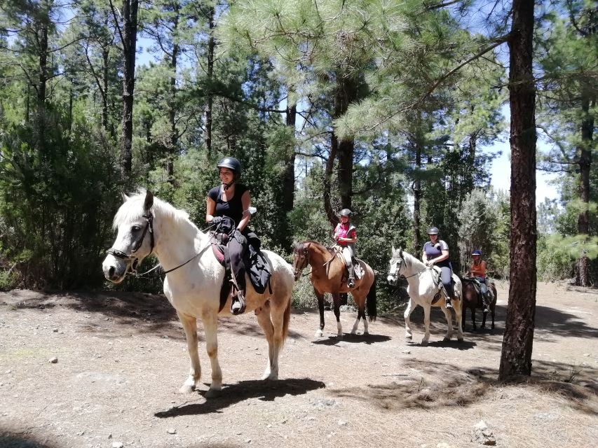 Tenerife: Guided Horseback Riding Tour to the Lomo Forest - Booking Information