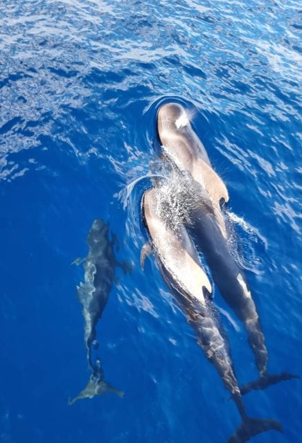 Tenerife: Marine-Life Tour With Transfer, Buffet and Drinks - Accessibility and Restrictions