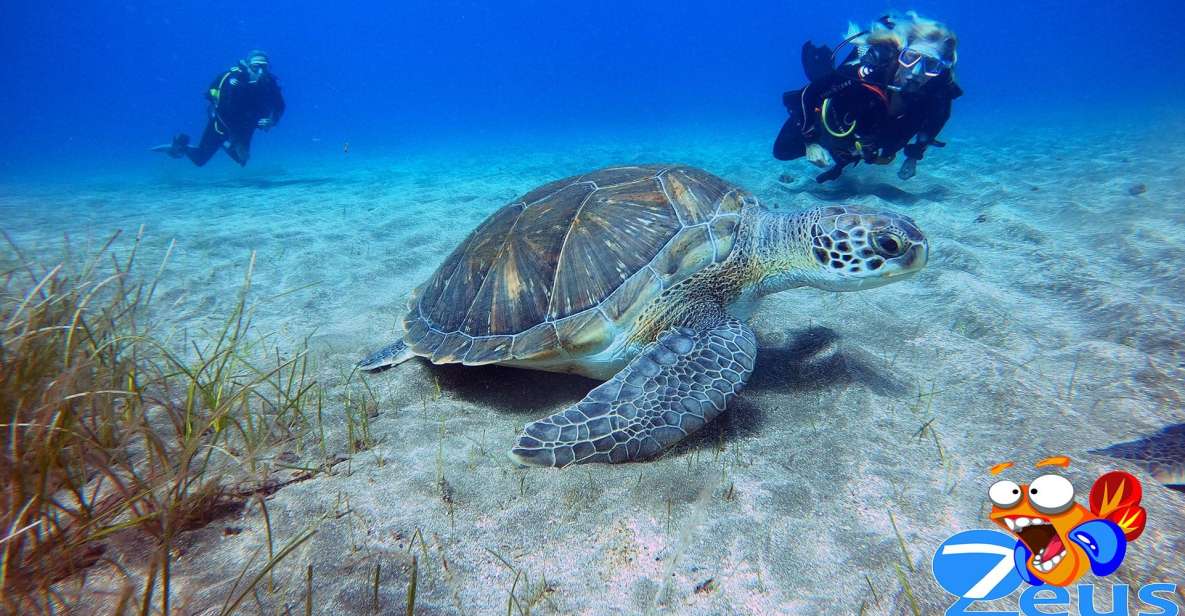 Tenerife Scuba Diving for Certified Divers - Overview and Pricing