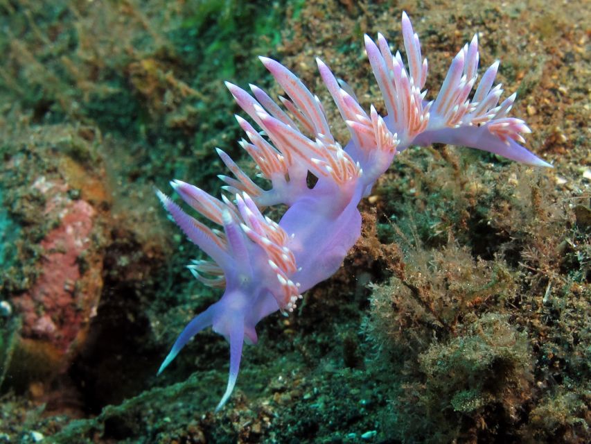 Tenerife Scuba Diving for Certified Divers - Meeting Point and Additional Information