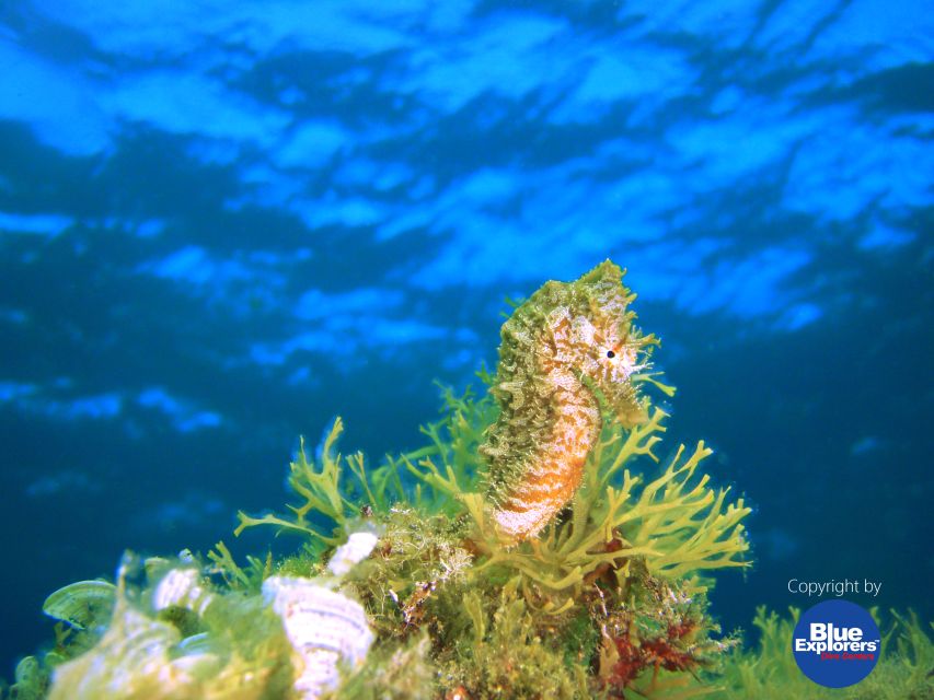 Tenerife Scuba Diving for Certified Divers - Dive Sites and Conditions