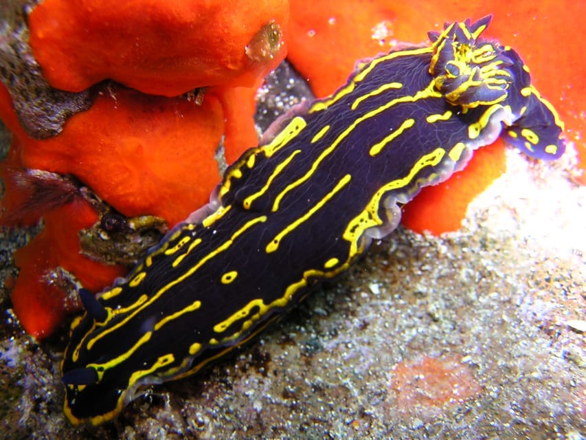 Tenerife Scuba Diving for Certified Divers - Booking and Cancellation Policy