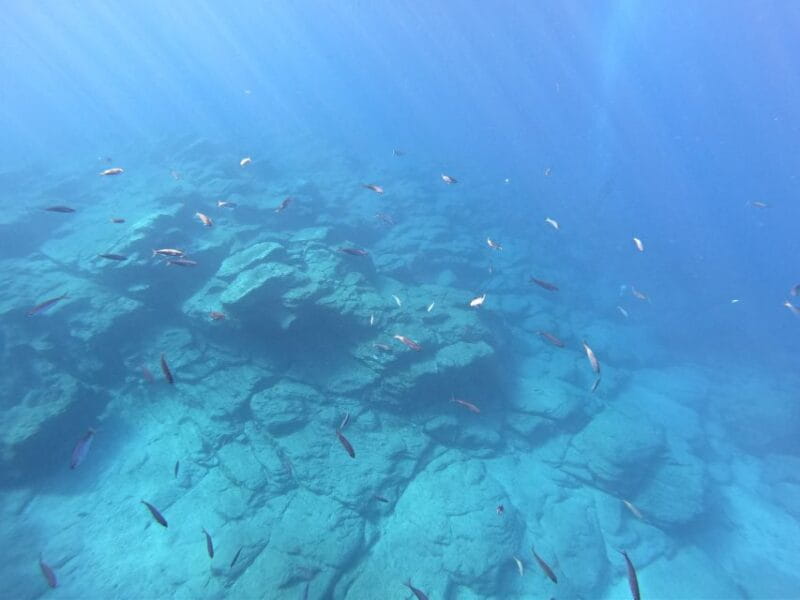 Tenerife: Underwater Lava Tongues Snorkel Excursion - Experience Highlights and Activities