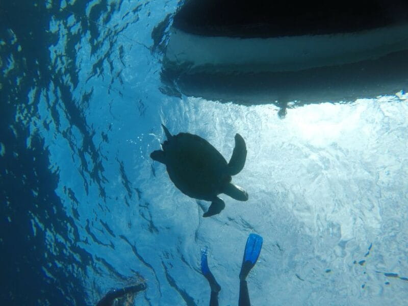 Tenerife: Underwater Lava Tongues Snorkel Excursion - Booking and Cancellation Policies