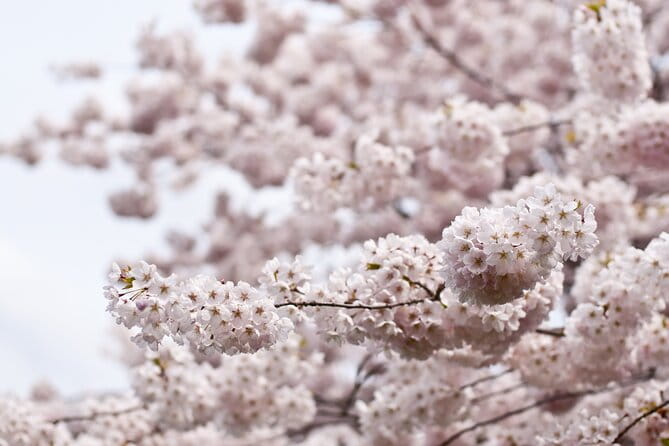 Tokyo City Cherry Blossom Private Sightseeing Tour - Key Points