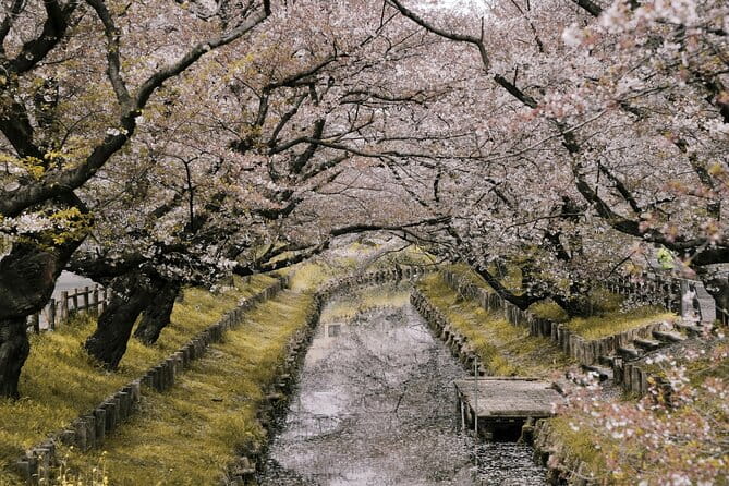 Tokyo City Cherry Blossom Private Sightseeing Tour - Tour Overview