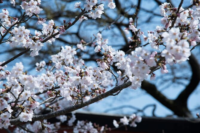 Tokyo City Cherry Blossom Private Sightseeing Tour - Pickup Information