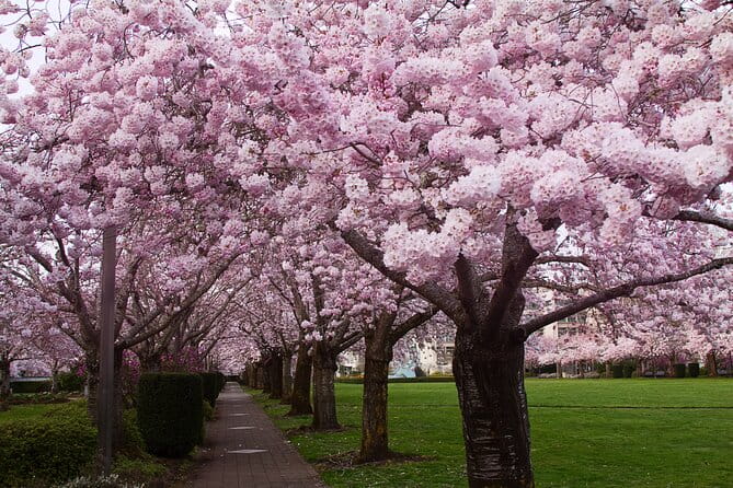 Tokyo City Cherry Blossom Private Sightseeing Tour - Highlights of the Tour