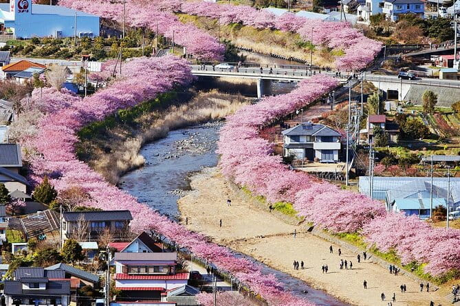 Tokyo Kawazu Sakura Festival With Scenic Train and Pick up - Overview of the Tokyo Kawazu Sakura Festival