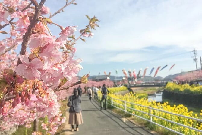 Tokyo Kawazu Sakura Festival With Scenic Train and Pick up - Inclusions and Exclusions
