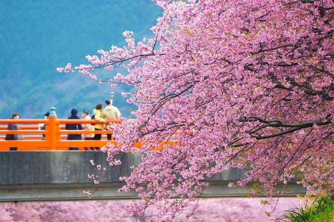 Tokyo Kawazu Sakura Festival With Scenic Train and Pick up - Tips for a Memorable Experience