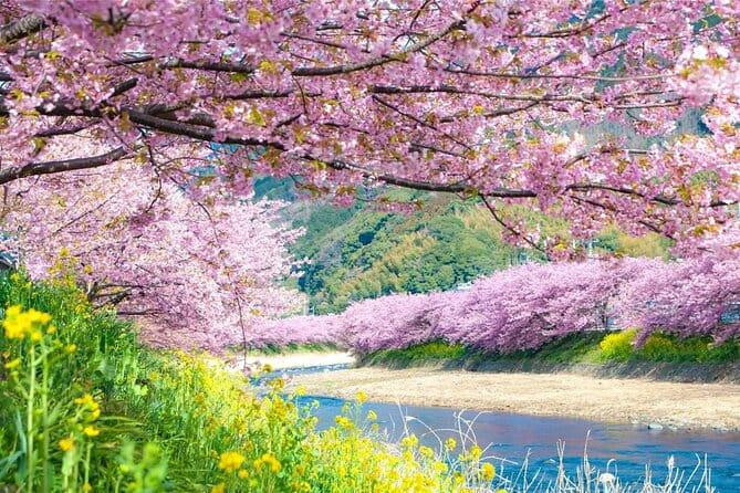 Tokyo Kawazu Sakura Festival With Scenic Train and Pick up - Frequently Asked Questions
