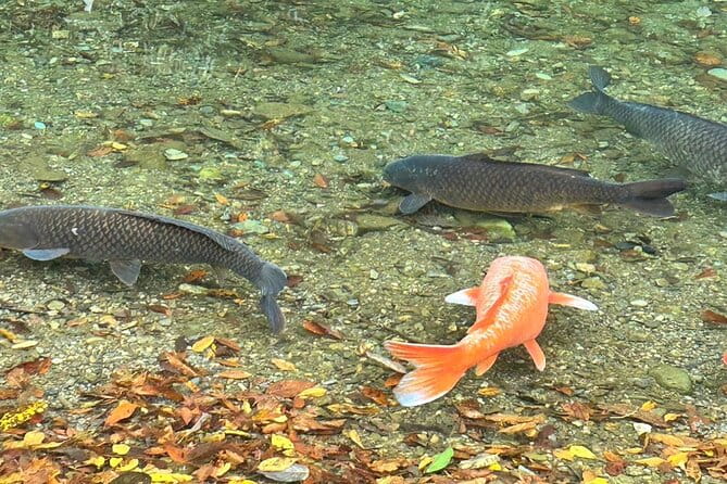 Tour Ise on a Rental Electric Scooter 90MIN - Safety and Precautions