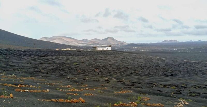 Wine Tour Discovering the Origins of Vineyards in Lanzarote - Tour Overview and Pricing