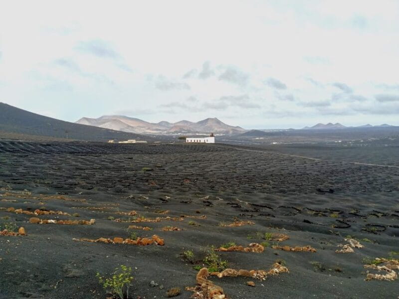 Wine Tour Discovering the Origins of Vineyards in Lanzarote - Unique Vineyard Landscapes
