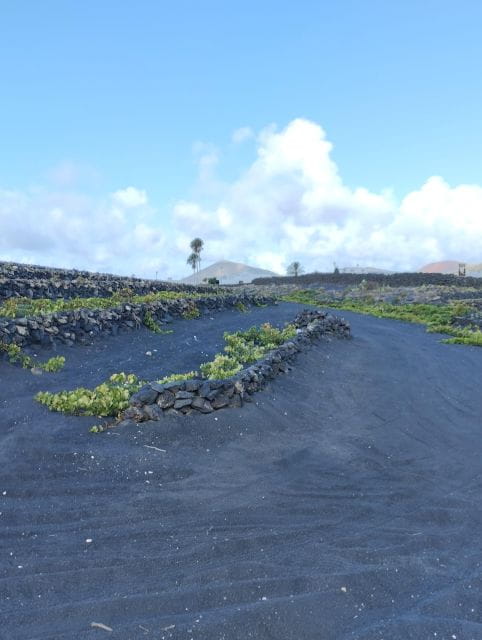Wine Tour Discovering the Origins of Vineyards in Lanzarote - Safety Measures and Inclusions