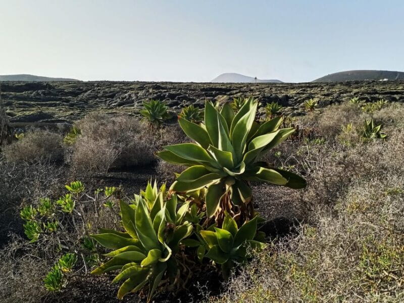 Wine Tour Discovering the Origins of Vineyards in Lanzarote - Meeting Point Details