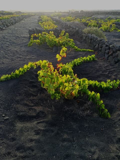 Wine Tour Discovering the Origins of Vineyards in Lanzarote - Things To Know